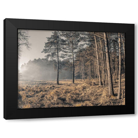 Misty forest Black Modern Wood Framed Art Print by Frank, Assaf