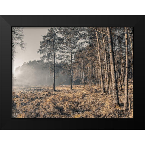 Misty forest Black Modern Wood Framed Art Print by Frank, Assaf