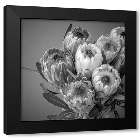 Protea flowers Black Modern Wood Framed Art Print with Double Matting by Frank, Assaf
