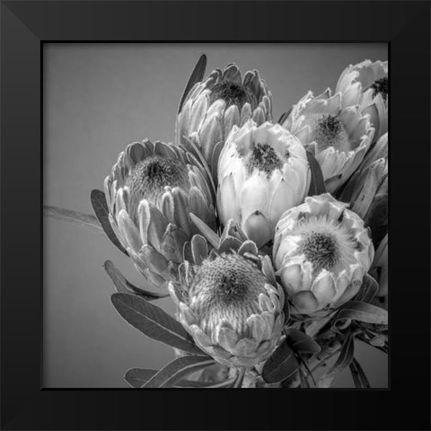 Protea flowers Black Modern Wood Framed Art Print by Frank, Assaf