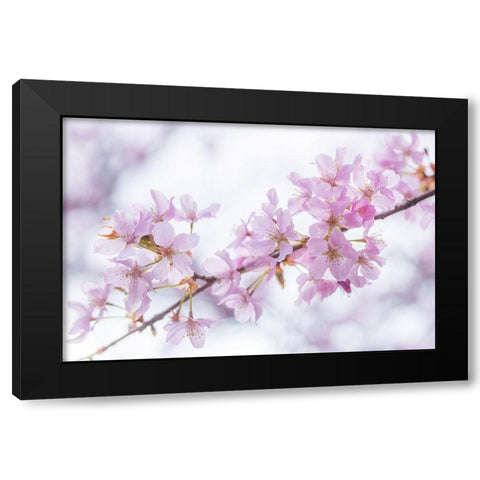 Blossoms Black Modern Wood Framed Art Print by Frank, Assaf