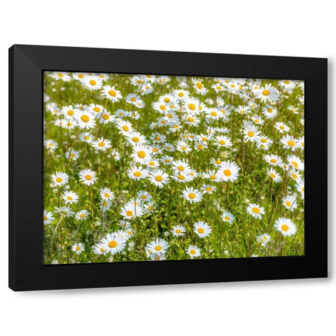 Daisy flowers Black Modern Wood Framed Art Print with Double Matting by Frank, Assaf