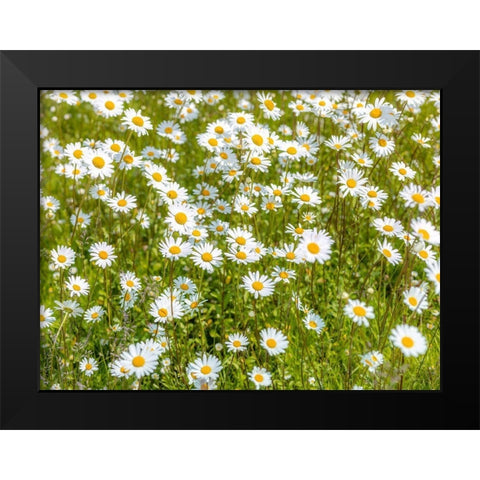 Daisy flowers Black Modern Wood Framed Art Print by Frank, Assaf