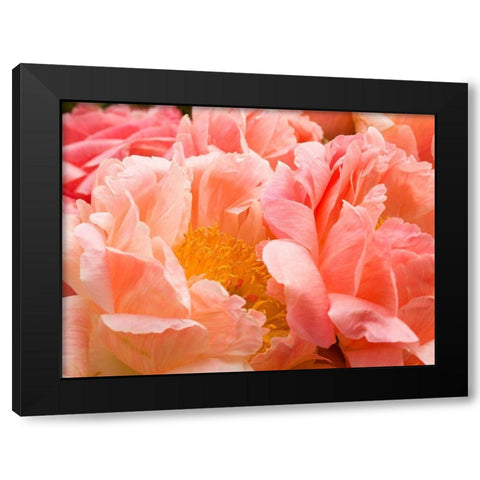 Chelsea flowers Black Modern Wood Framed Art Print by Frank, Assaf