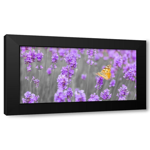 Butterfly Lavender flowers Black Modern Wood Framed Art Print by Frank, Assaf