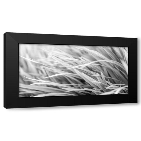 Flowing Grass Black Modern Wood Framed Art Print by Frank, Assaf