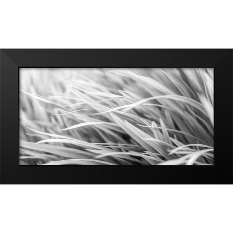 Flowing Grass Black Modern Wood Framed Art Print by Frank, Assaf