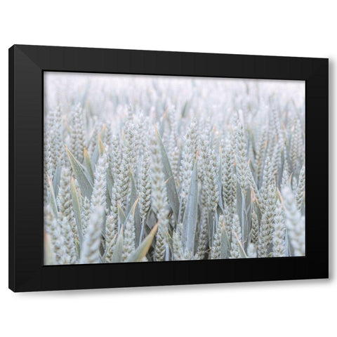 Wheat field Black Modern Wood Framed Art Print by Frank, Assaf