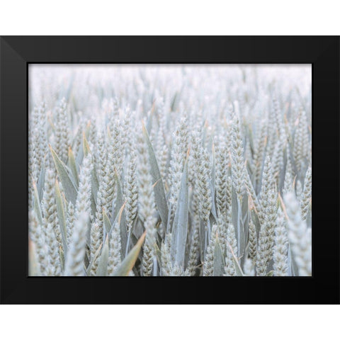 Wheat field Black Modern Wood Framed Art Print by Frank, Assaf
