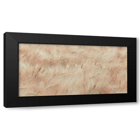 Wheat field Black Modern Wood Framed Art Print with Double Matting by Frank, Assaf
