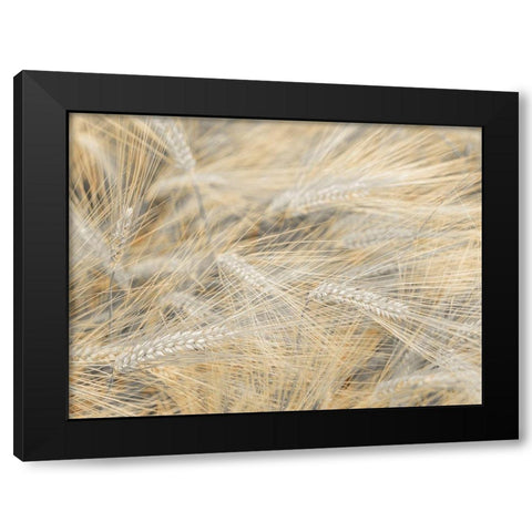 Wheat field Black Modern Wood Framed Art Print with Double Matting by Frank, Assaf