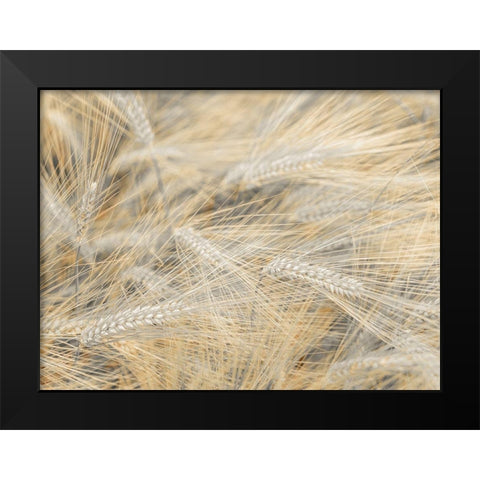 Wheat field Black Modern Wood Framed Art Print by Frank, Assaf