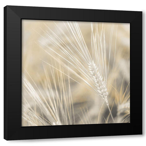 Wheat close-up Black Modern Wood Framed Art Print with Double Matting by Frank, Assaf