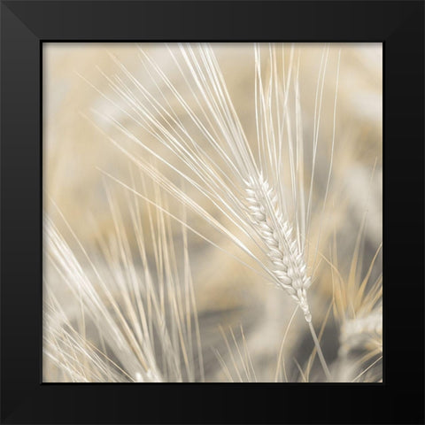 Wheat close-up Black Modern Wood Framed Art Print by Frank, Assaf