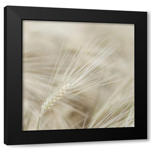 Wheat close-up Black Modern Wood Framed Art Print by Frank, Assaf