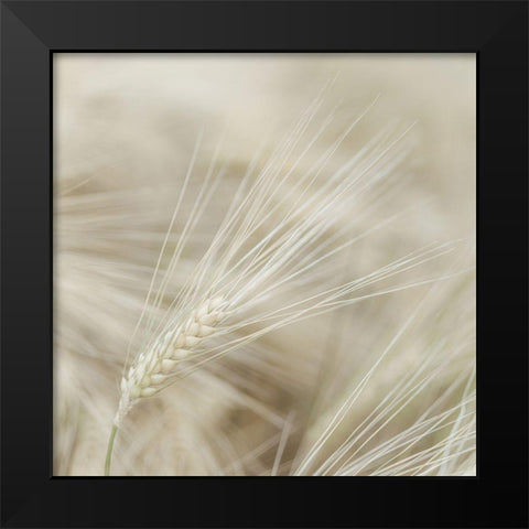 Wheat close-up Black Modern Wood Framed Art Print by Frank, Assaf