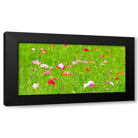 Meadow flowers Black Modern Wood Framed Art Print with Double Matting by Frank, Assaf