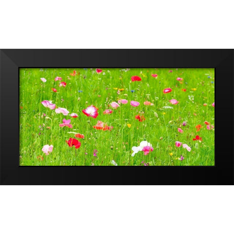 Meadow flowers Black Modern Wood Framed Art Print by Frank, Assaf