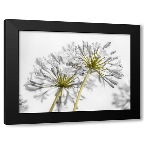 African Lily flowers Black Modern Wood Framed Art Print with Double Matting by Frank, Assaf