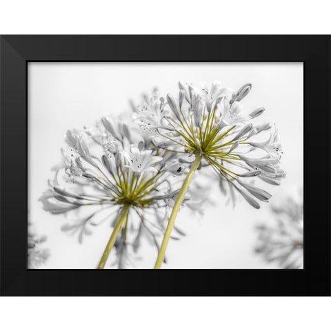 African Lily flowers Black Modern Wood Framed Art Print by Frank, Assaf