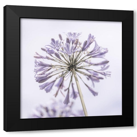 African Lily flowers Black Modern Wood Framed Art Print with Double Matting by Frank, Assaf