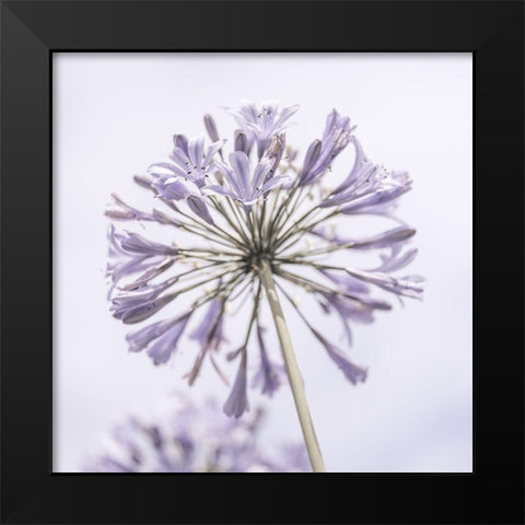 African Lily flowers Black Modern Wood Framed Art Print by Frank, Assaf