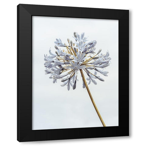 African Lily flower Black Modern Wood Framed Art Print by Frank, Assaf