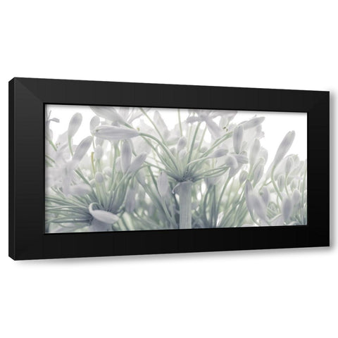 African Lily flowers Black Modern Wood Framed Art Print by Frank, Assaf