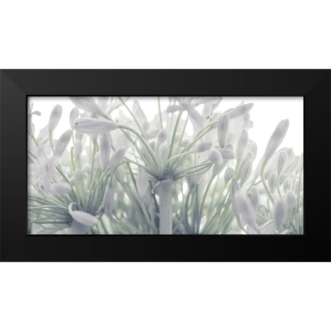 African Lily flowers Black Modern Wood Framed Art Print by Frank, Assaf