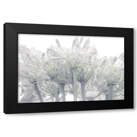 African Lily flowers Black Modern Wood Framed Art Print by Frank, Assaf