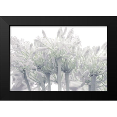 African Lily flowers Black Modern Wood Framed Art Print by Frank, Assaf