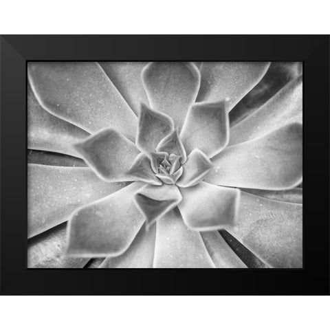 Succulent plant Black Modern Wood Framed Art Print by Frank, Assaf