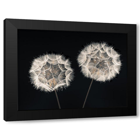 Dandelion Clock on black background Black Modern Wood Framed Art Print with Double Matting by Frank, Assaf