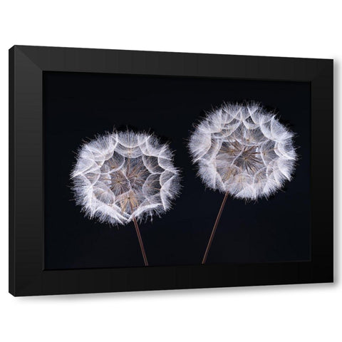 Dandelion Clock on black background Black Modern Wood Framed Art Print by Frank, Assaf