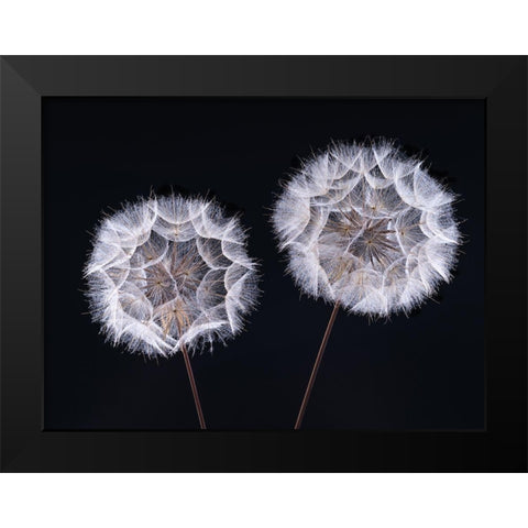 Dandelion Clock on black background Black Modern Wood Framed Art Print by Frank, Assaf