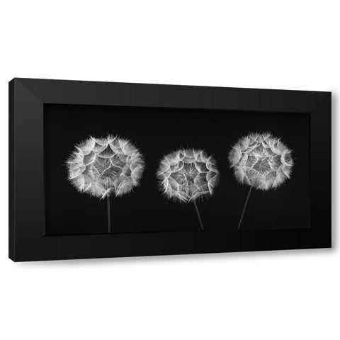 Dandelion Clock on black background Black Modern Wood Framed Art Print with Double Matting by Frank, Assaf