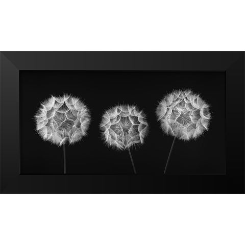 Dandelion Clock on black background Black Modern Wood Framed Art Print by Frank, Assaf