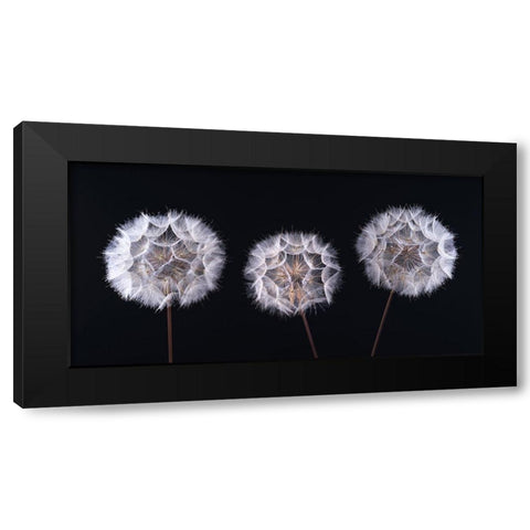 Dandelion Clock on black background Black Modern Wood Framed Art Print with Double Matting by Frank, Assaf
