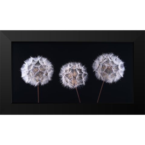 Dandelion Clock on black background Black Modern Wood Framed Art Print by Frank, Assaf