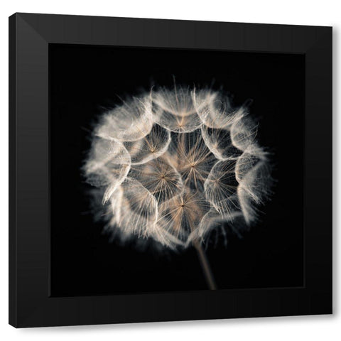 Dandelion Clock on black background Black Modern Wood Framed Art Print by Frank, Assaf