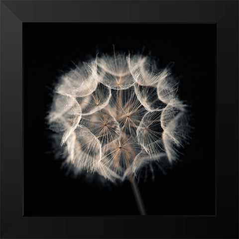 Dandelion Clock on black background Black Modern Wood Framed Art Print by Frank, Assaf