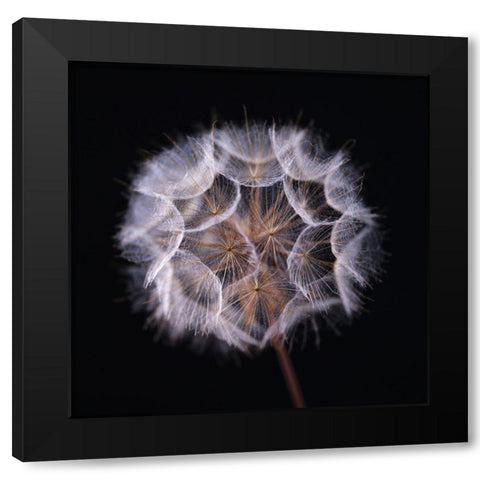 Dandelion Clock on black background Black Modern Wood Framed Art Print with Double Matting by Frank, Assaf