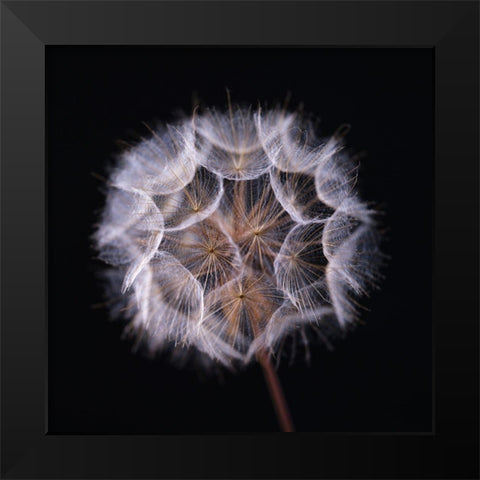 Dandelion Clock on black background Black Modern Wood Framed Art Print by Frank, Assaf