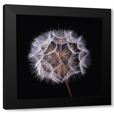 Dandelion Clock on black background Black Modern Wood Framed Art Print by Frank, Assaf