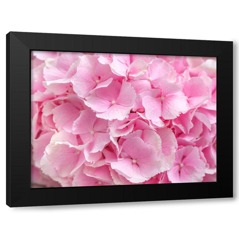 Hydrangea flower bouquet Black Modern Wood Framed Art Print by Frank, Assaf