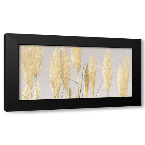 Feather Reeds Black Modern Wood Framed Art Print with Double Matting by Frank, Assaf