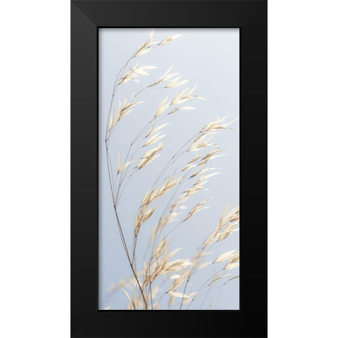 Panicle ripe Oats Black Modern Wood Framed Art Print by Frank, Assaf
