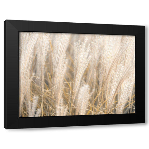 Japanese Silver Grass Black Modern Wood Framed Art Print by Frank, Assaf