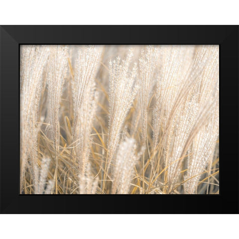 Japanese Silver Grass Black Modern Wood Framed Art Print by Frank, Assaf