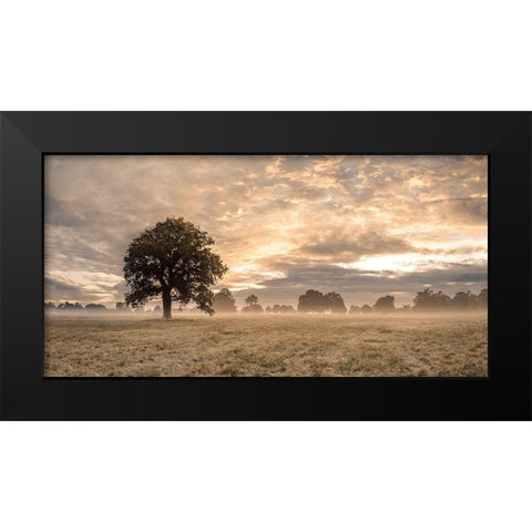 Tree in a filed at sunrise Black Modern Wood Framed Art Print by Frank, Assaf